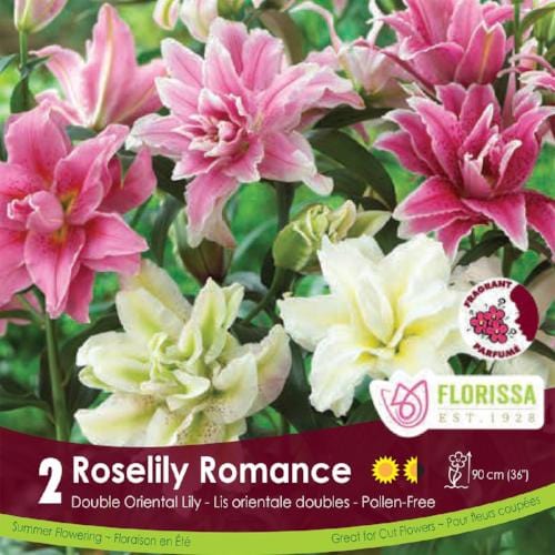 Lily Roselily Romance Pink and White mixed lilies
