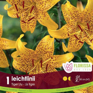 Tiger Lily Ieichtlinii Spring Bulb