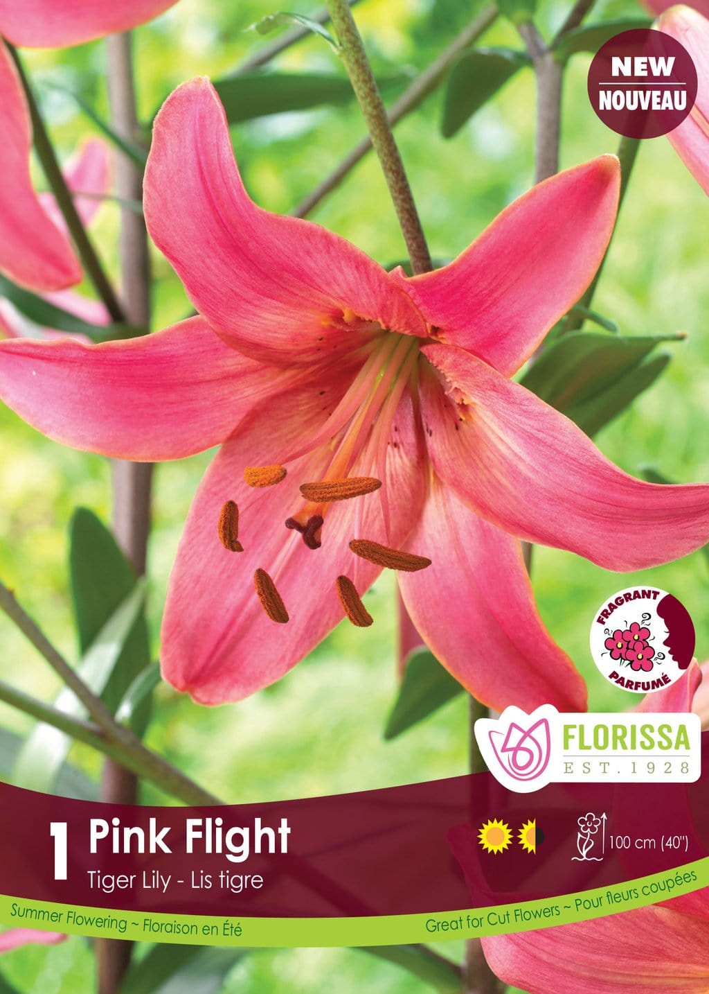 Lily, Tiger - Pink Flight
