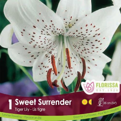 Tiger Lily Sweet Surrender Spring Bulb