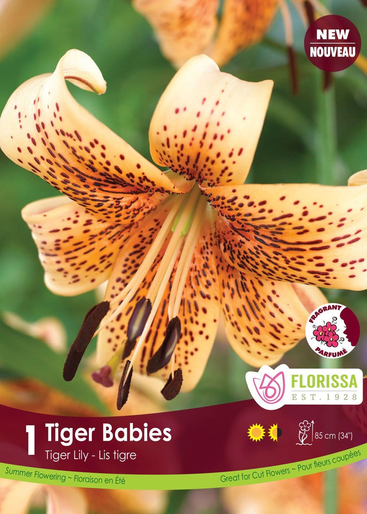 lili tiger Tiger Lily | Tiger Babies