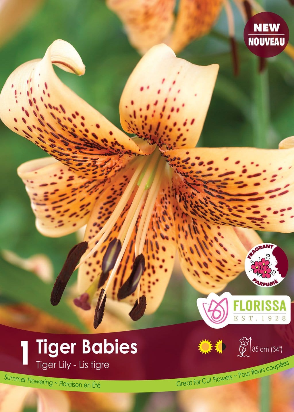 Lily, Tiger - Tiger Babies