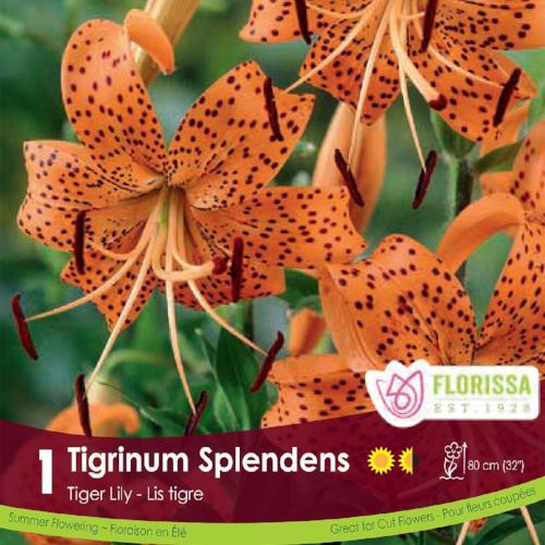 Tiger Lily Tigrinum Splendens Spring Bulb