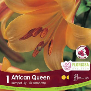 Lily Trumpet African Queen Yellow Spring Bulb
