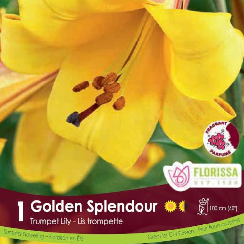 Lily Trumpet Golden Splendour Yellow Spring Bulb