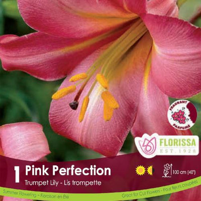 Lily Trumpet Pink Perfection Spring Bulb