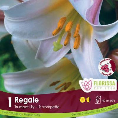 Lily Trumpet Regale white spring bulb