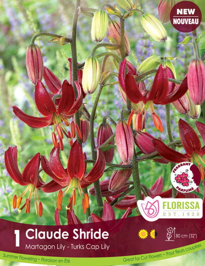 Lily - Claude Shride, 1 Pack