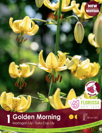 Lily - Golden Morning, 1 Pack
