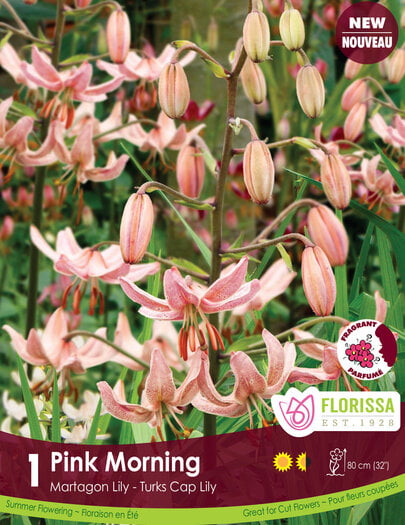 Lily - Pink Morning, 1 Pack