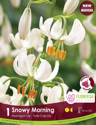 Lily - Snowy Morning, 1 Pack
