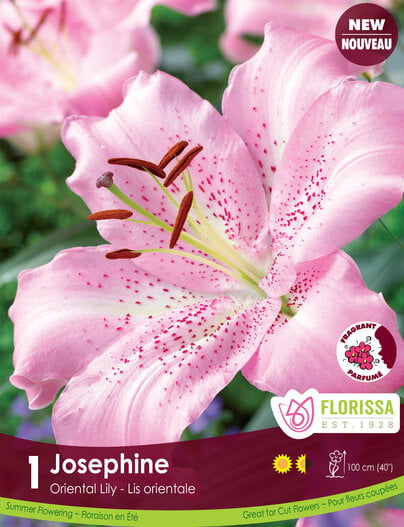 Lily, Oriental - Josephine, 1 Pack