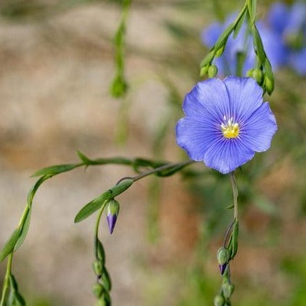 Linum Common Flax Organic - West Coast Seeds