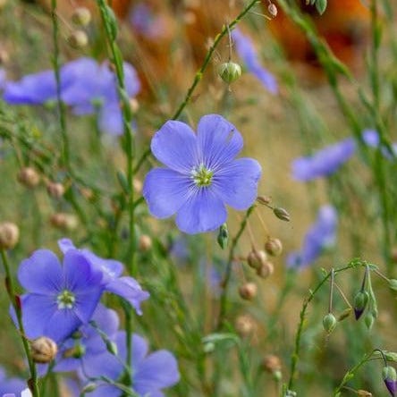 Linum Common Flax Organic - West Coast Seeds