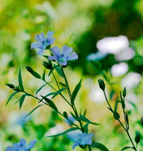 Linum Lewis Flax - West Coast Seeds