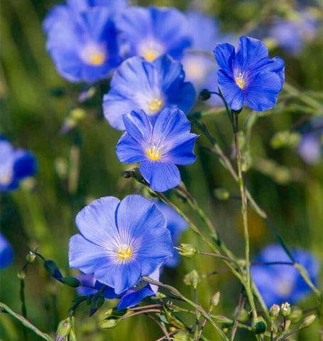 Linum Lewis Flax - West Coast Seeds