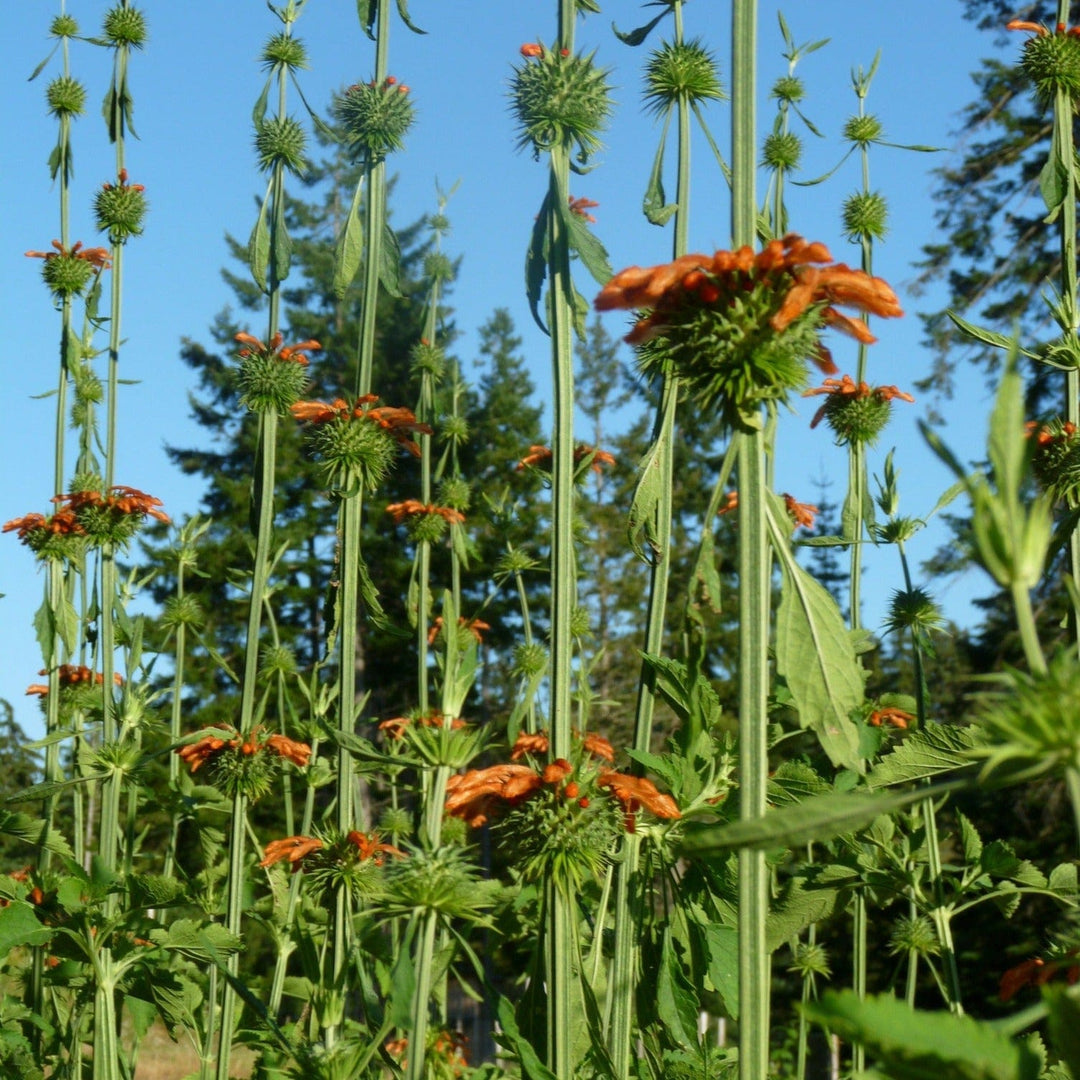 Lion's Ear/Tail - Salt Spring Seeds