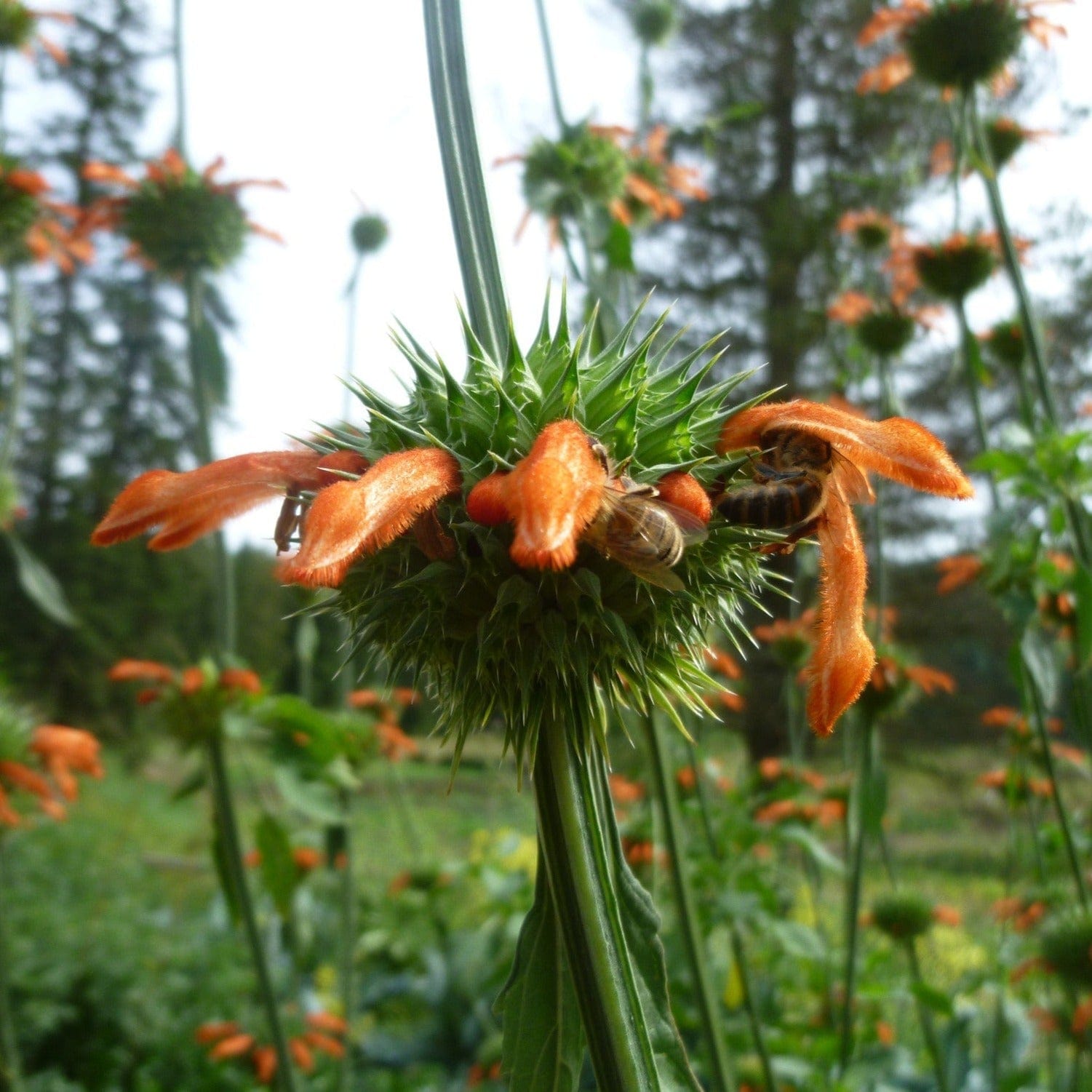 Lion's Ear/Tail - Salt Spring Seeds