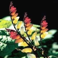 Heirloom Mina Lobata