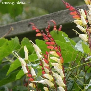 Heirloom Mina Lobata