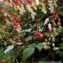 Lobata Exotic Love Vine - Renee's Garden