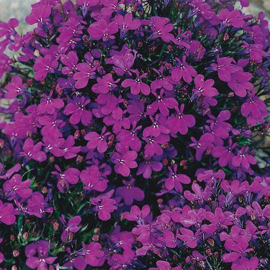 Lobelia Crystal Palace - McKenzie Seeds