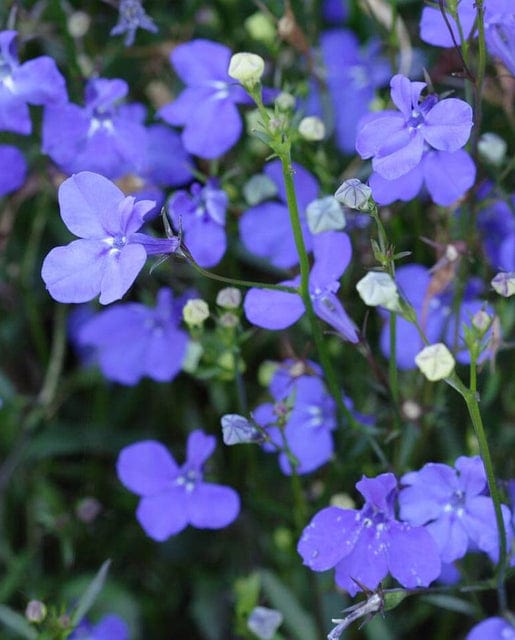 Lobelia Midnight Blue - West Coast Seeds