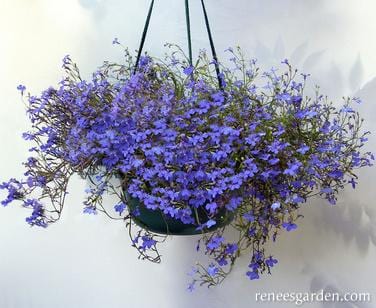 Lobelia Windowbox Blue Heaven - Renee's Garden Seeds