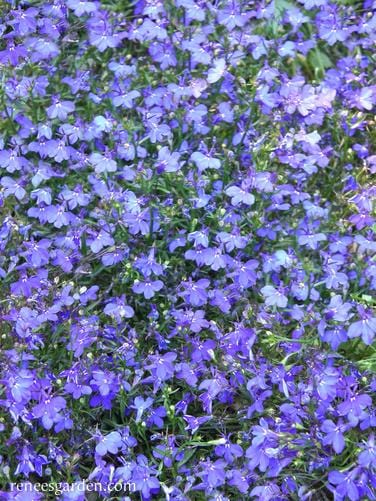 Lobelia Windowbox Blue Heaven - Renee's Garden Seeds