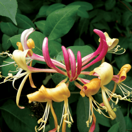 Lonicera Belgica Honeysuckle