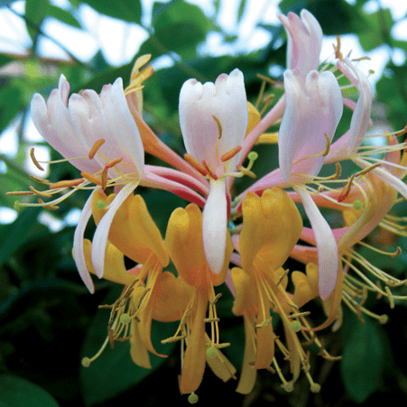 Lonicera Gold Flame