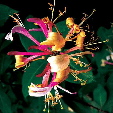 Lonicera Serotina