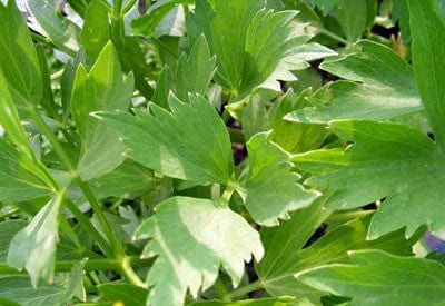 Lovage - Salt Spring Seeds