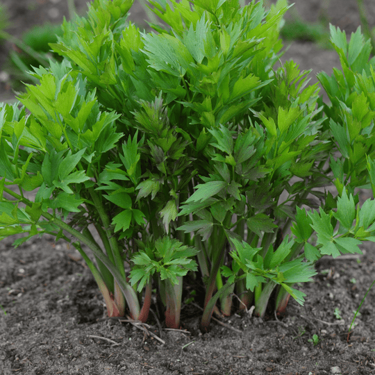 Lovage - Salt Spring Seeds