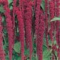 Love Lies Bleeding - Salt Spring Seeds