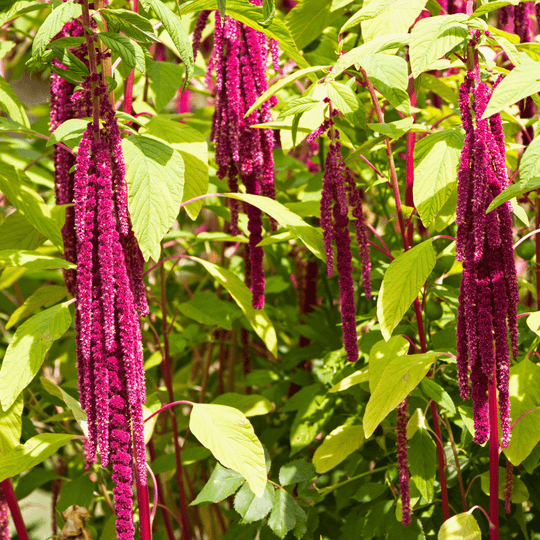 Love Lies Bleeding - Salt Spring Seeds