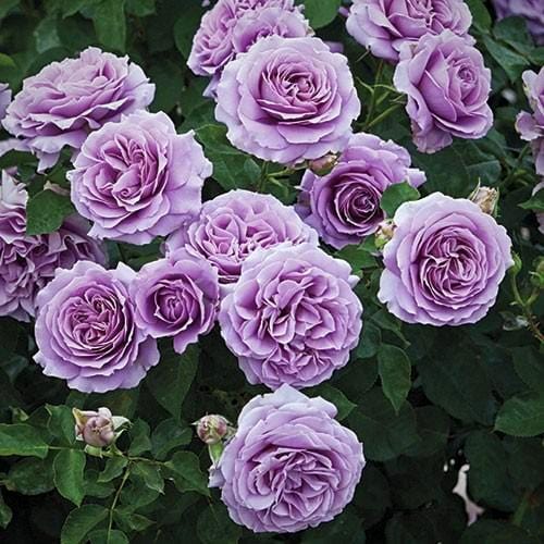 Love Song | Floribunda | Weeks Rose – Wildwood Outdoor Living
