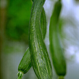 Gourd Luffa - Ontario Seed Company