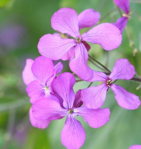 Lunaria Honesty - West Coast Seeds