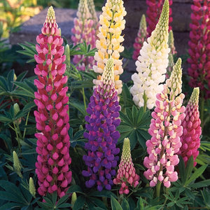 Lupin Festival Mixed - Mr. Fothergill's