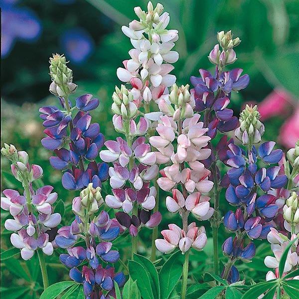 Lupin Pixie Delight - Mr. Fothergill's