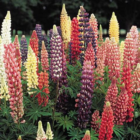 Lupin Russell Hybrid Mix - Burpee Seeds