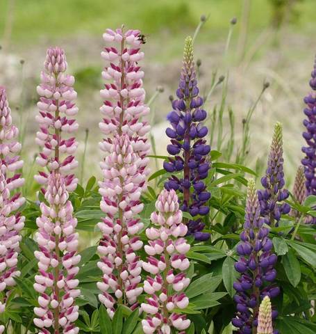 Lupins Russell Hybrids - West Coast Seeds