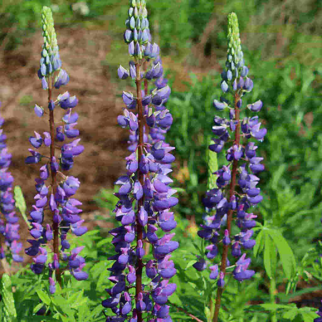 Lupins Russell Mix - McKenzie Seeds  