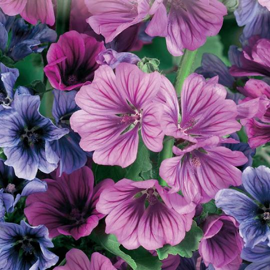 Malva Sylvestris Mystic Mix - McKenzie Seeds