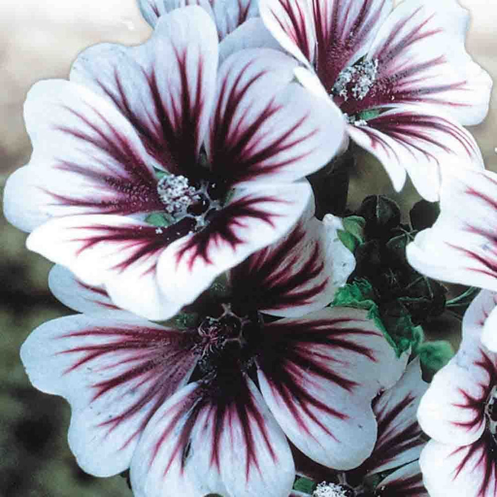 Malva Zebrina - McKenzie Seeds 