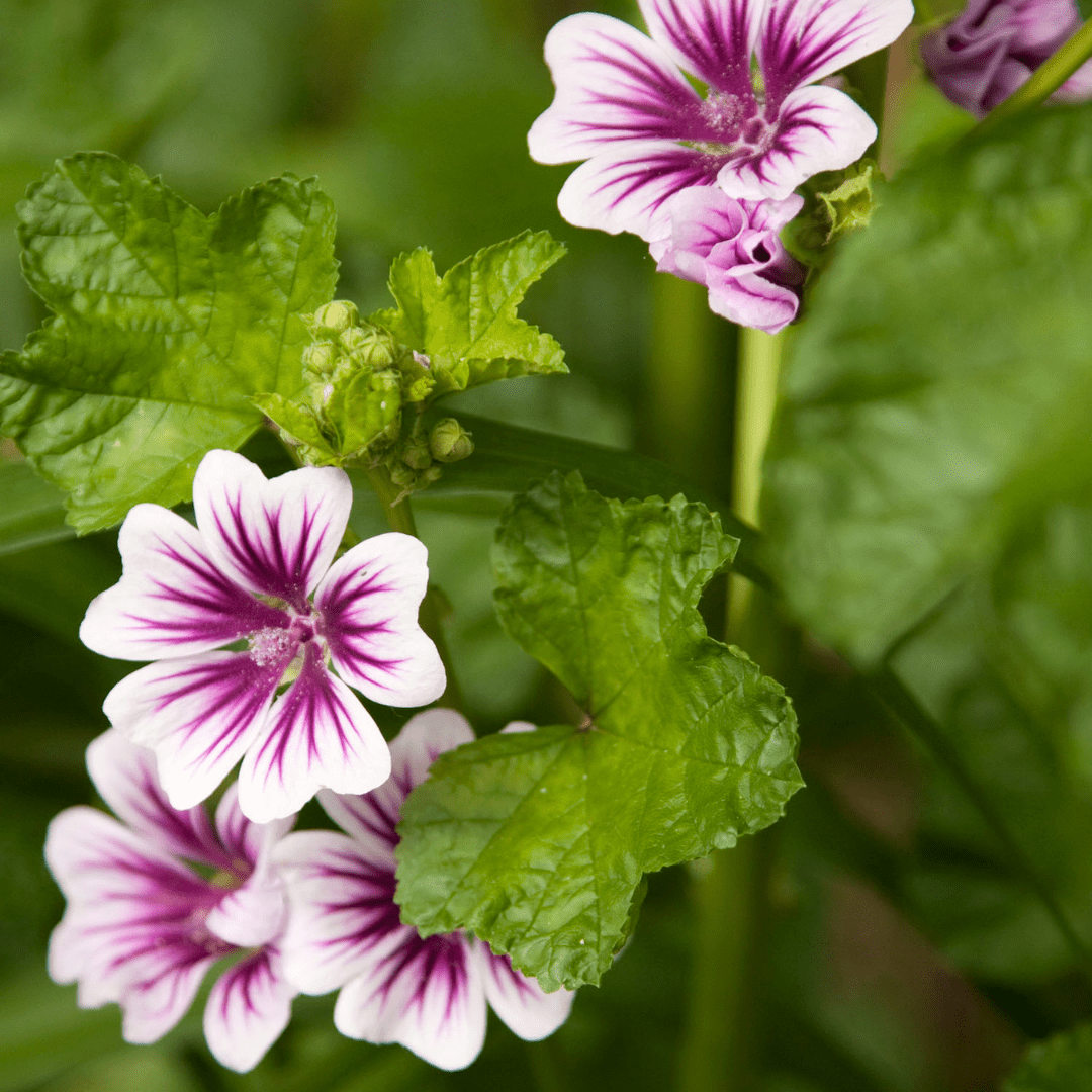 Malva Zebrina - Mr. Fothergill's