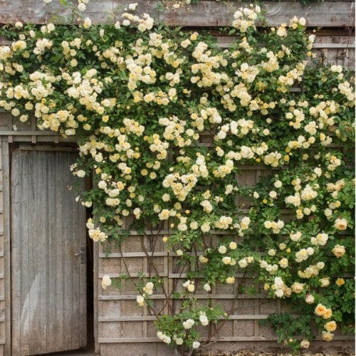 Malvern Hills - David Austin Rose