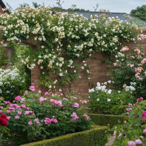 Malvern Hills - David Austin Rose