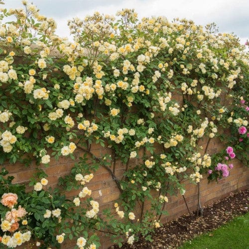 Malvern Hills - David Austin Rose